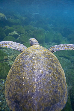 Adult green sea turtle (Chelonia mydas agassizii) underwater off the west side of Isabela Island in the waters surrounding the Galapagos Island Archipeligo, Ecuador. Pacific Ocean.