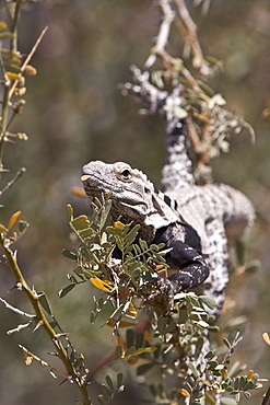 San Esteban spiny-tailed iguana (Ctenosaura conspicuosa), an endemic iguana found only on Isla San Esteban in the Gulf of California (Sea of Cortez), Mexico