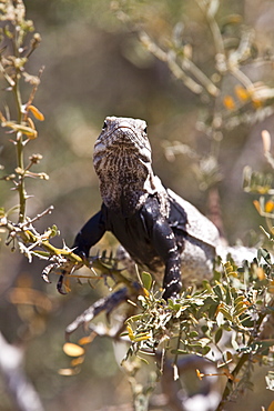 San Esteban spiny-tailed iguana (Ctenosaura conspicuosa), an endemic iguana found only on Isla San Esteban in the Gulf of California (Sea of Cortez), Mexico