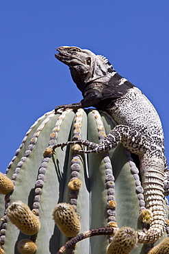 San Esteban spiny-tailed iguana (Ctenosaura conspicuosa), an endemic iguana found only on Isla San Esteban in the Gulf of California (Sea of Cortez), Mexico