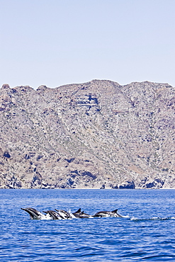 Long-beaked Common Dolphin pod (Delphinus capensis) encountered off Isla Danzante in the southern Gulf of California (Sea of Cortez), Baja California Sur, Mexico.