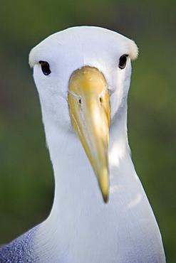 Adult waved albatross (Diomedea irrorata) at breeding colony on Espanola Island in the Galapagos Island Archipelago, Ecuador