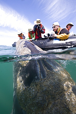 California Gray Whale (Eschrichtius robustus) underwater in San Ignacio Lagoon on the Pacific side of the Baja Peninsula, Baja California Sur, Mexico