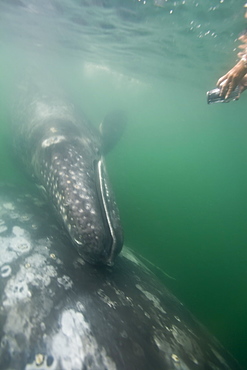 California Gray Whale (Eschrichtius robustus) underwater in San Ignacio Lagoon, Baja California Sur, Mexico