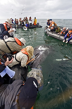 California Gray Whale (Eschrichtius robustus) underwater in San Ignacio Lagoon on the Pacific side of the Baja Peninsula, Baja California Sur, Mexico