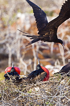 Adult male great frigate bird (Fregata minor) with inflated gular on North Seymour Island in the Galapagos Island Group, Ecuador