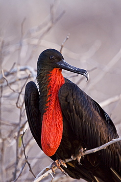 Adult male great frigate bird (Fregata minor) with inflated gular on North Seymour Island in the Galapagos Island Group, Ecuador