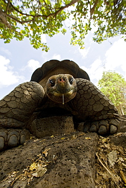 Captive Galapagos giant tortoise (Geochelone elephantopus) being fed at the Charles Darwin Research Station on Santa Cruz Island in the Galapagos Island Archipelago, Ecuador