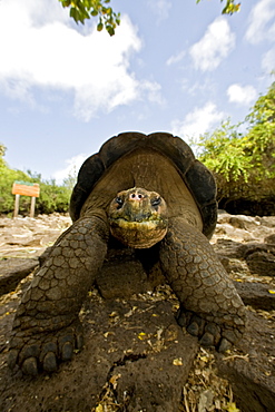 Captive Galapagos giant tortoise (Geochelone elephantopus) being fed at the Charles Darwin Research Station on Santa Cruz Island in the Galapagos Island Archipelago, Ecuador