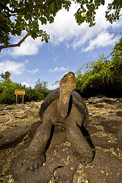 Captive Galapagos giant tortoise (Geochelone elephantopus) being fed at the Charles Darwin Research Station on Santa Cruz Island in the Galapagos Island Archipelago, Ecuador