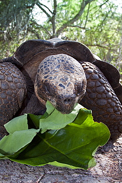 Captive Galapagos giant tortoise (Geochelone elephantopus) being fed at the Charles Darwin Research Station on Santa Cruz Island in the Galapagos Island Archipelago, Ecuador