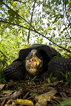 Wild Galapagos giant tortoise (Geochelone elephantopus) feeding on fallen passion fruit on the upslope grasslands of Santa Cruz Island in the Galapagos Island Archipelago, Ecuador