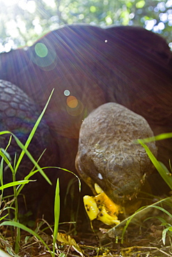 Wild Galapagos giant tortoise (Geochelone elephantopus) feeding on fallen passion fruit on the upslope grasslands of Santa Cruz Island in the Galapagos Island Archipelago, Ecuador