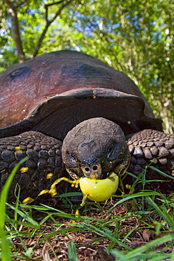 Wild Galapagos giant tortoise (Geochelone elephantopus) feeding on fallen passion fruit on the upslope grasslands of Santa Cruz Island in the Galapagos Island Archipelago, Ecuador