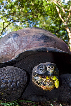 Wild Galapagos giant tortoise (Geochelone elephantopus) feeding on fallen passion fruit on the upslope grasslands of Santa Cruz Island in the Galapagos Island Archipelago, Ecuador