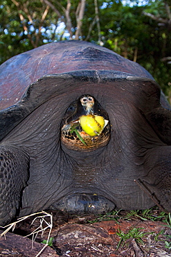 Wild Galapagos giant tortoise (Geochelone elephantopus) feeding on fallen passion fruit on the upslope grasslands of Santa Cruz Island in the Galapagos Island Archipelago, Ecuador