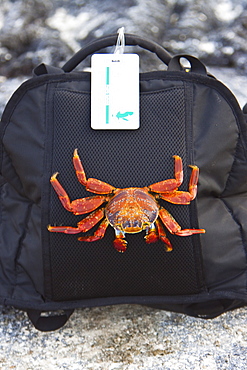 Sally lightfoot crab (Grapsus grapsus) inspecting a backpack in the Galapagos Island Archipelago, Ecuador. Pacific Ocean