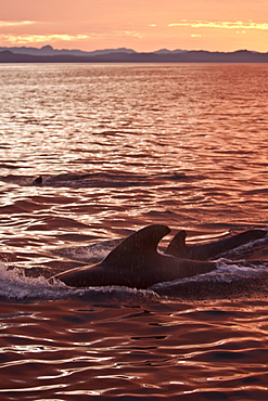 Short-finned pilot whale (Globicephala macrorhynchus) surfacing at sunset off Isla San Pedro Martir, Gulf of California (Sea of Cortez), Baja California Norte, Mexico