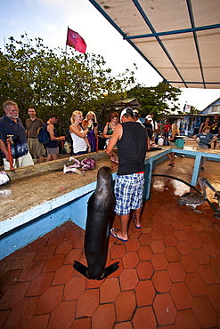 Cleaning the days catch with a Galapagos sea lion in the small town of Puerto Ayora on Santa Cruz Island, Galapagos, Ecuador. Pacific Ocean. No model or property releases are available for this image.