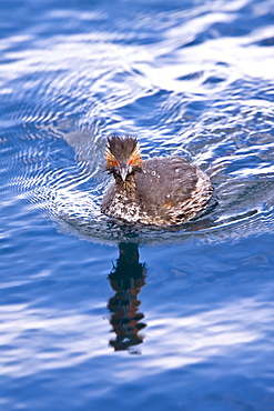 Young eared grebe (Podiceps nigricollis) fishing in a shallow bay on Isla Danzante in the lower Gulf of California (Sea of Cortez), Baja California Sur, Mexico.