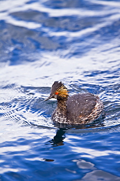 Young eared grebe (Podiceps nigricollis) fishing in a shallow bay on Isla Danzante in the lower Gulf of California (Sea of Cortez), Baja California Sur, Mexico.