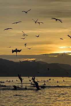 Brown pelican (Pelecanus occidentalis) in the Gulf of California (Sea of Cortez), Baja California Norte, Mexico.