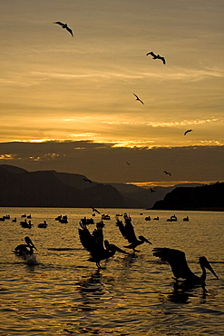 Brown pelican (Pelecanus occidentalis) in the Gulf of California (Sea of Cortez), Baja California Norte, Mexico.