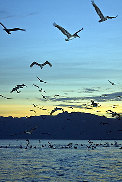 Brown pelican (Pelecanus occidentalis) in the Gulf of California (Sea of Cortez), Baja California Norte, Mexico.