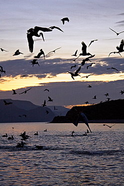 Brown pelican (Pelecanus occidentalis) in the Gulf of California (Sea of Cortez), Baja California Norte, Mexico.