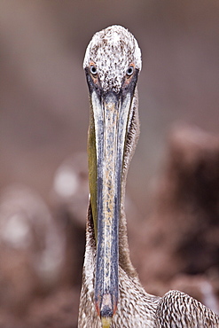 Brown pelican (Pelecanus occidentalis) in the Gulf of California (Sea of Cortez), Baja California Norte, Mexico.