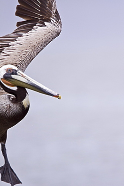 Brown pelican (Pelecanus occidentalis) in the Gulf of California (Sea of Cortez), Baja California Norte, Mexico.