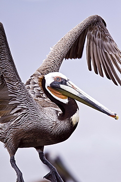 Brown pelican (Pelecanus occidentalis) in the Gulf of California (Sea of Cortez), Baja California Norte, Mexico.