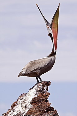 Brown pelican (Pelecanus occidentalis) in the Gulf of California (Sea of Cortez), Baja California Norte, Mexico.