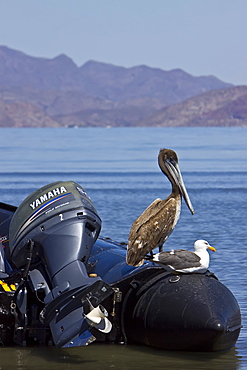 Juvenile brown pelican (Pelecanus occidentalis) resting on Zodiac in the Gulf of California (Sea of Cortez), Baja California Norte, Mexico.