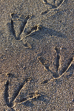 Brown pelican (Pelecanus occidentalis) footprints in the wet sand in the Galapagos Island Group, Ecuador. Pacific Ocean.