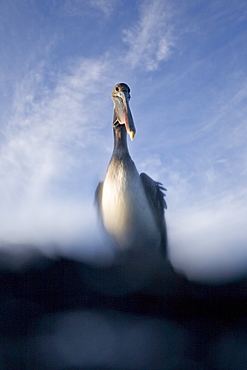 Adult brown pelican (Pelecanus occidentalis) in the Galapagos Island Group, Ecuador. Pacific Ocean.