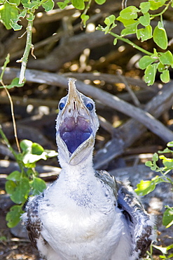 Two Nazca booby (Sula grantii) chicks at nesting site on Punta Suarez on Espanola Island in the Galapagos Island Archipeligo, Ecuador. Pacific Ocean.