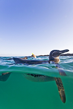 Adult Galapagos penguin (Spheniscus mendiculus) split view underwater in the Galapagos Island Group, Ecuador