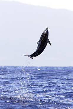 Young Hawaiian Spinner Dolphin (Stenella longirostris) leaping in the AuAu Channel off the coast of Maui, Hawaii, USA. Pacific Ocean.
(Resolution Restricted - pls contact us)