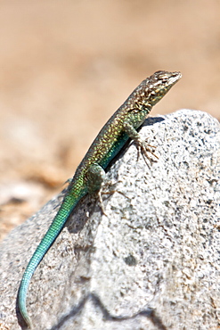 Adult Santa Catalina Side-blotched lizard (Uta squamata) an endemic lizard to Isla Santa Catalina, Baja California Sur, Mexico.