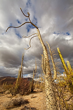 A look at the strange and wonderful shapes of cactus and succulents in the Valle of the Cirrios where cactus are in bloom in the Sonoran Desert of Bahia de los Angeles, Baja California Norte, Mexico.