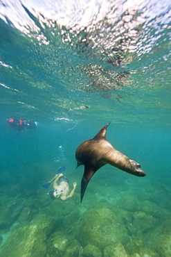 California sea lion (Zalophus californianus) among snorkelers underwater at Los Islotes (the islets) just outside of La Paz, Baja California Sur in the Gulf of California (Sea of Cortez), Mexico.