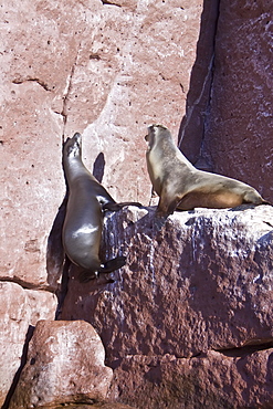 California sea lion (Zalophus californianus)  at Los Islotes (the islets) just outside of La Paz, Baja California Sur in the Gulf of California (Sea of Cortez), Mexico.