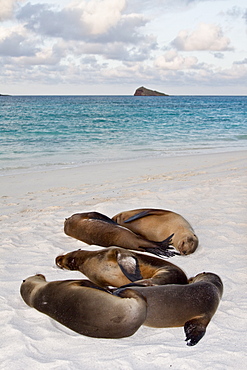 Galapagos sea lion (Zalophus wollebaeki) in the Galapagos Island Group, Ecuador. Pacific Ocean.