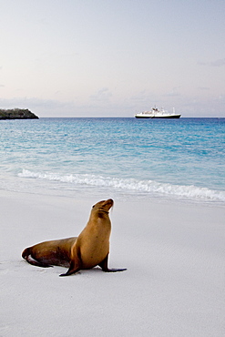 Galapagos sea lion (Zalophus wollebaeki) in the Galapagos Island Group, Ecuador. Pacific Ocean.