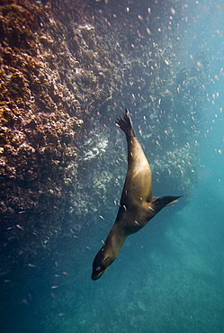 Galapagos sea lion (Zalophus wollebaeki) underwater in the Galapagos Island Group, Ecuador. Pacific Ocean.