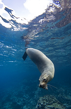 Galapagos sea lion (Zalophus wollebaeki) underwater in the Galapagos Island Group, Ecuador. Pacific Ocean.