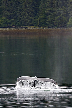 Humpback whales (Megaptera novaeangliae) fluke-up dive in the misty waters along the west side of Chatham Strait in Southeast Alaska, USA