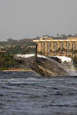 Adult humpback whale (Megaptera novaeangliae) breaching in front of the Hyatt Resort on Ka'anapali Beach in the AuAu Channel, Maui, Hawaii. Pacific Ocean.