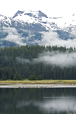 Harbor seals (Phoca vitulina) hauled out and resting on the beach at low tide in Crab Bay on Chichagof Island, Southeast Alaska, USA. Pacific Ocean